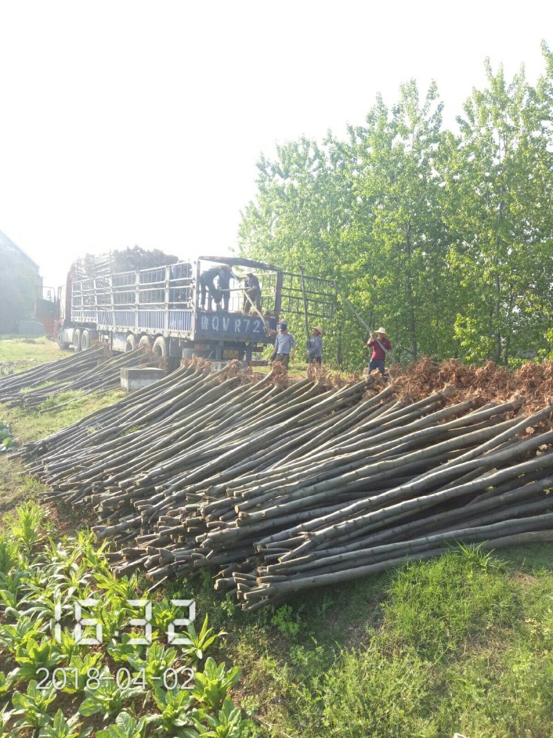 栾树（黄山栾）8-10公分～全年供应，支持线上保障交易