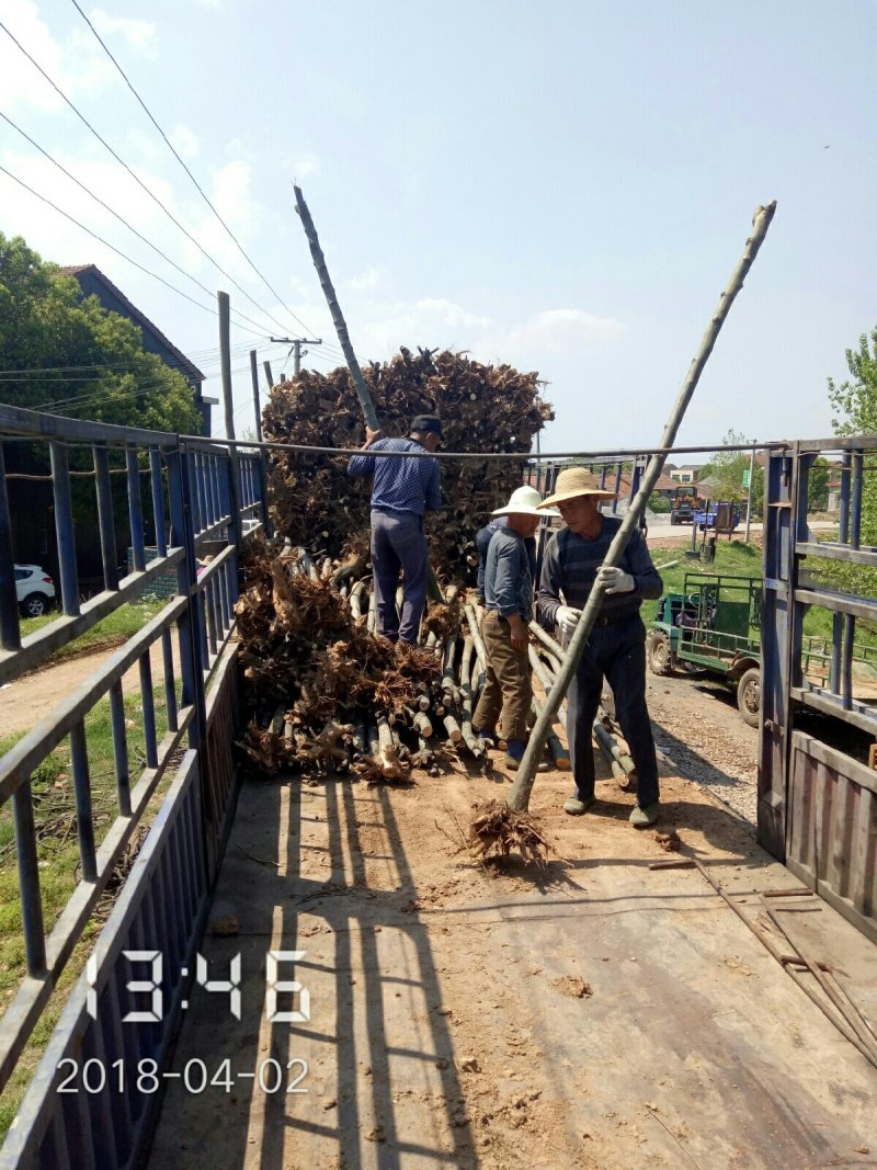 栾树（黄山栾）8-10公分～全年供应，支持线上保障交易