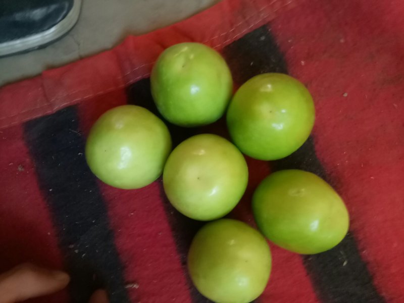 青枣