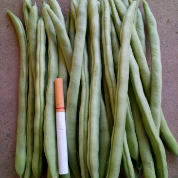 小金豆
