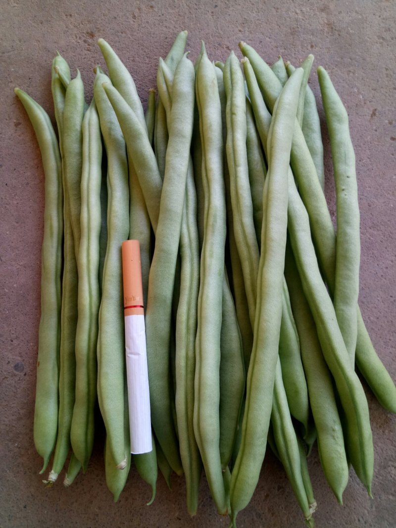 小金豆