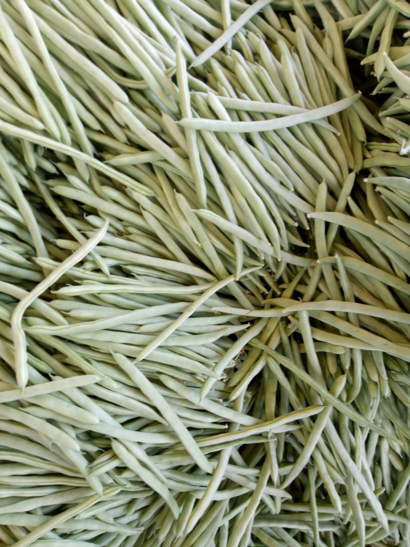 小金豆
