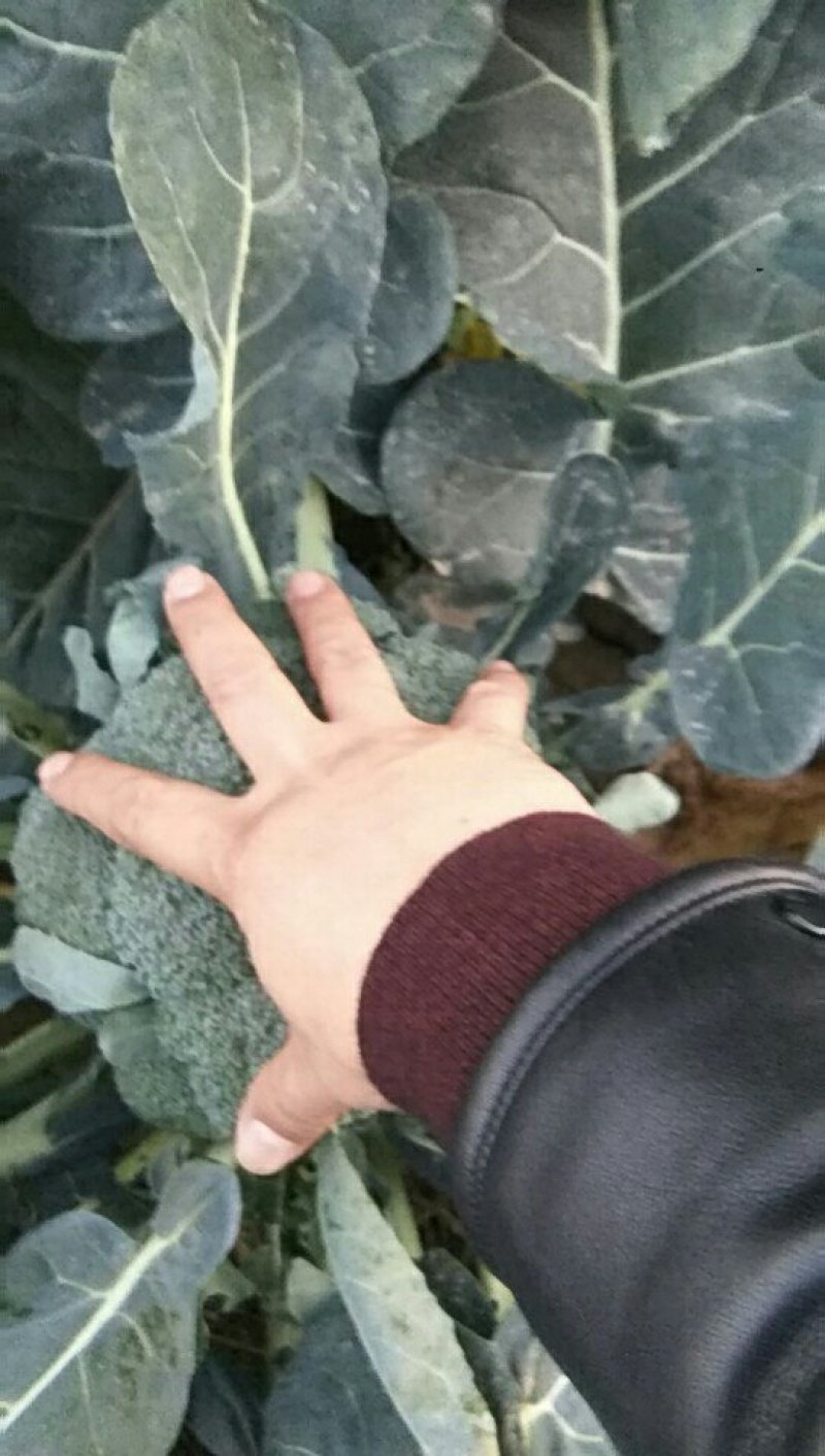 优秀西兰花