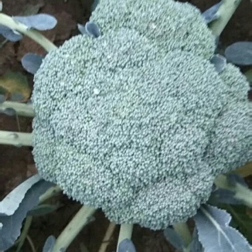 优秀西兰花