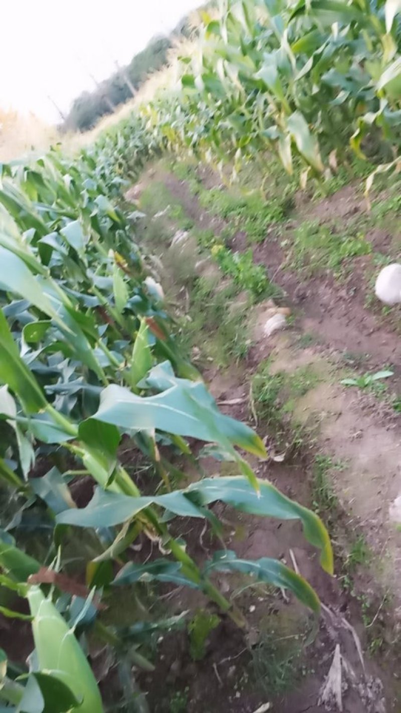 甜玉米