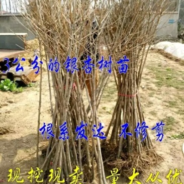 银杏树苗给钱就卖