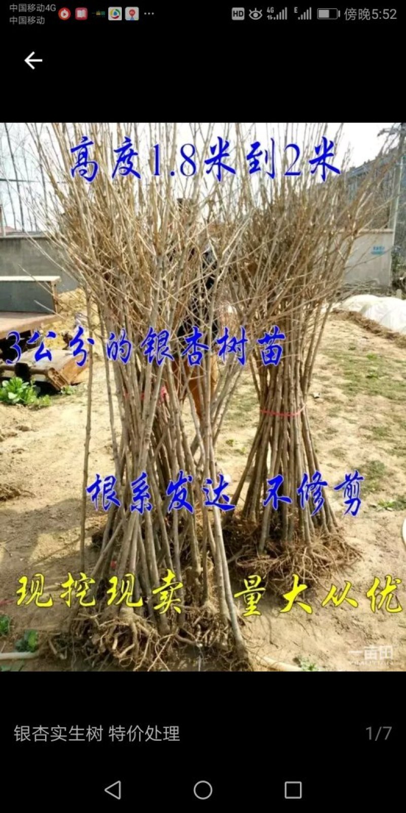 银杏树苗给钱就卖