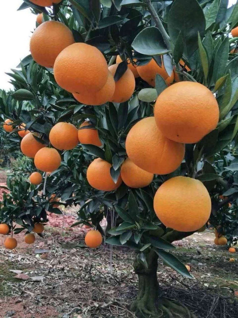 四川金堂脐橙