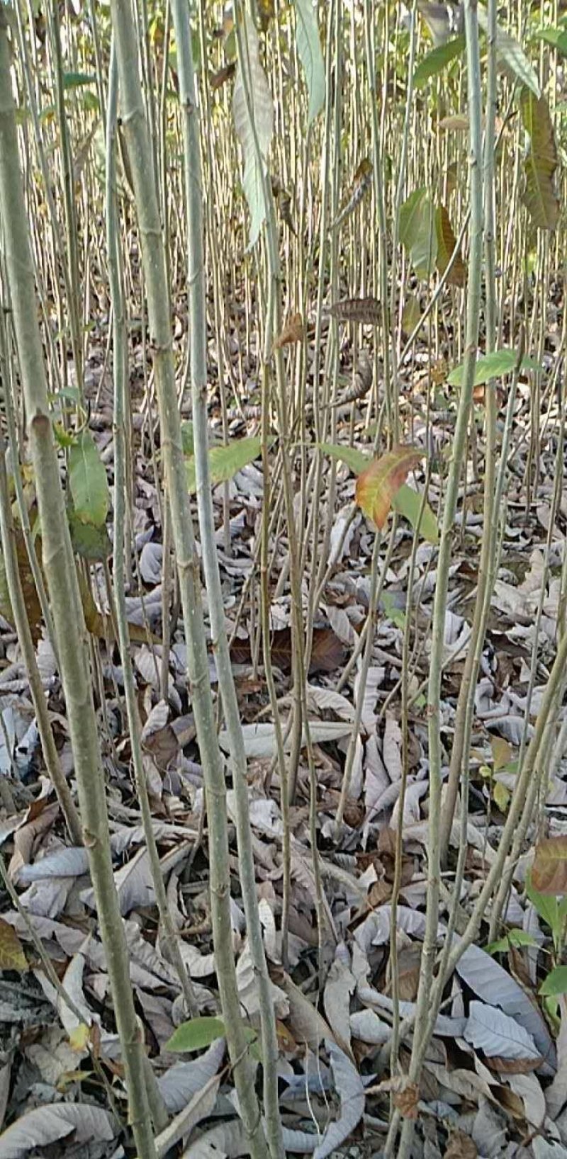 一至二年的药材厚朴苗基地常年供应，大小都有，各种规格齐全