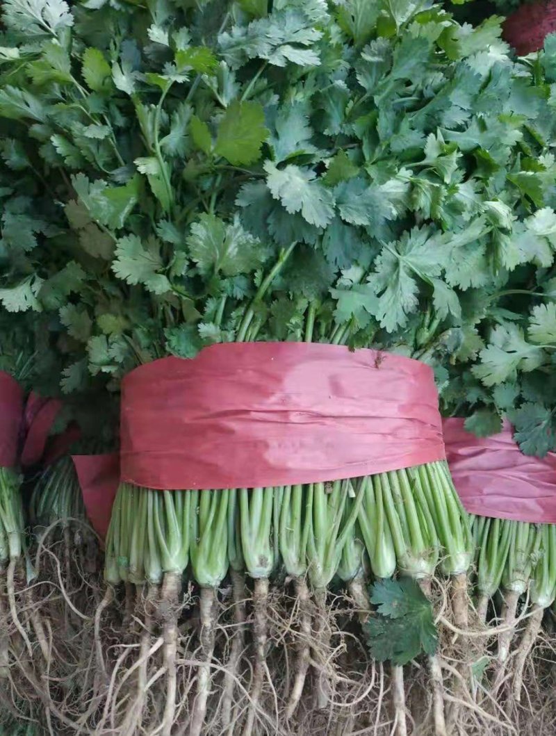 《精品》大叶香菜20~30厘米，产地发货，质量保证