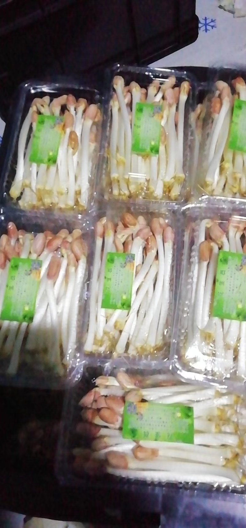 芽菜之王花生芽