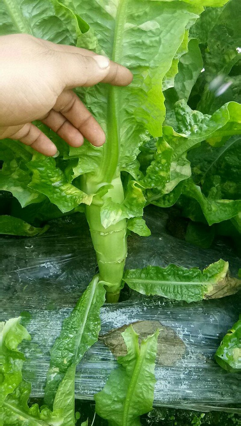 精品竹筒青竹筒青开始大量上市