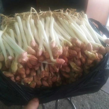 蔬菜皇后花生芽