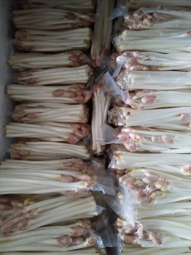 蔬菜皇后花生芽