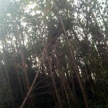 广西西林松木林松木原木加工常年供应原木以及代加工
