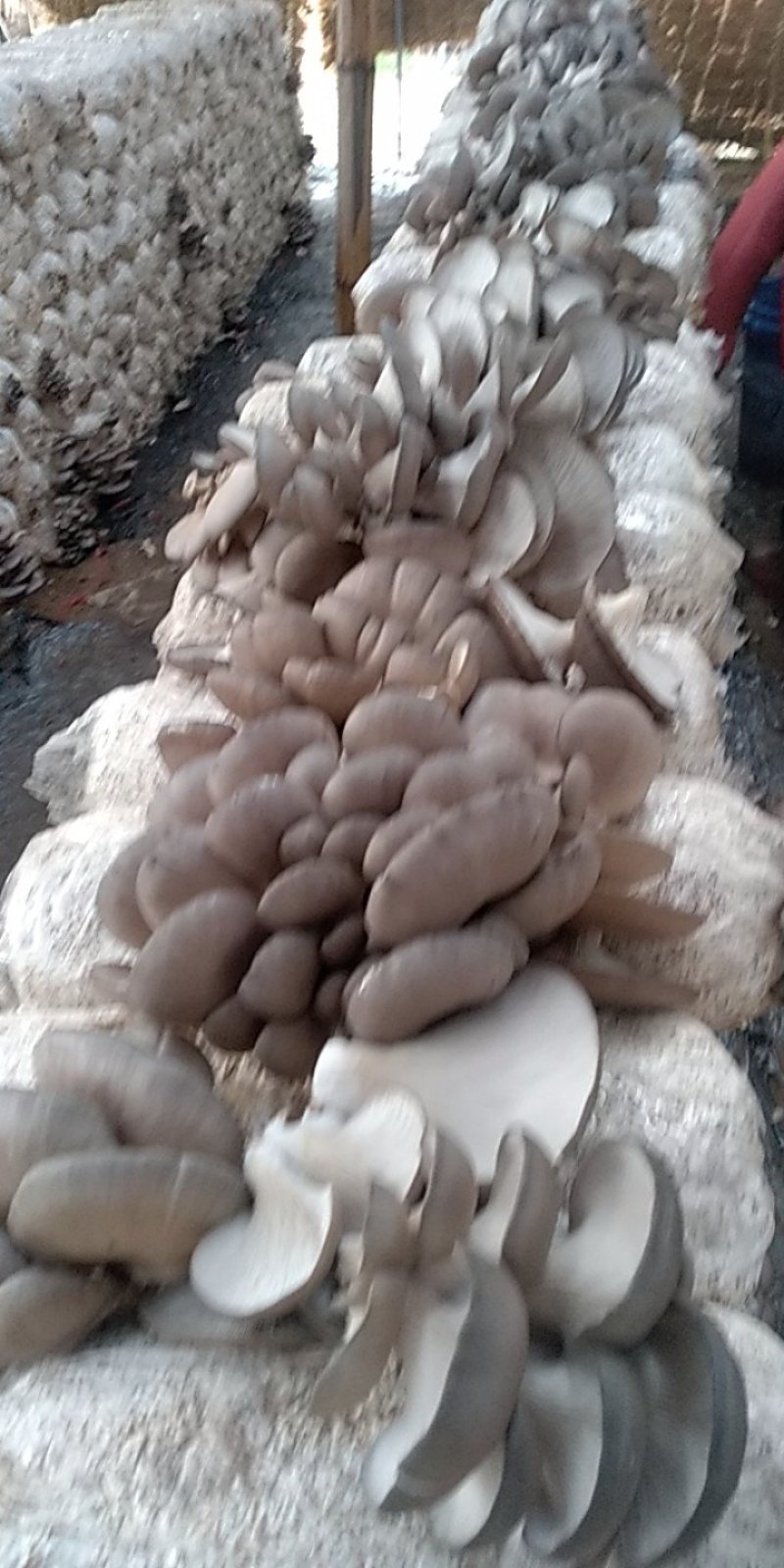 平菇出售中