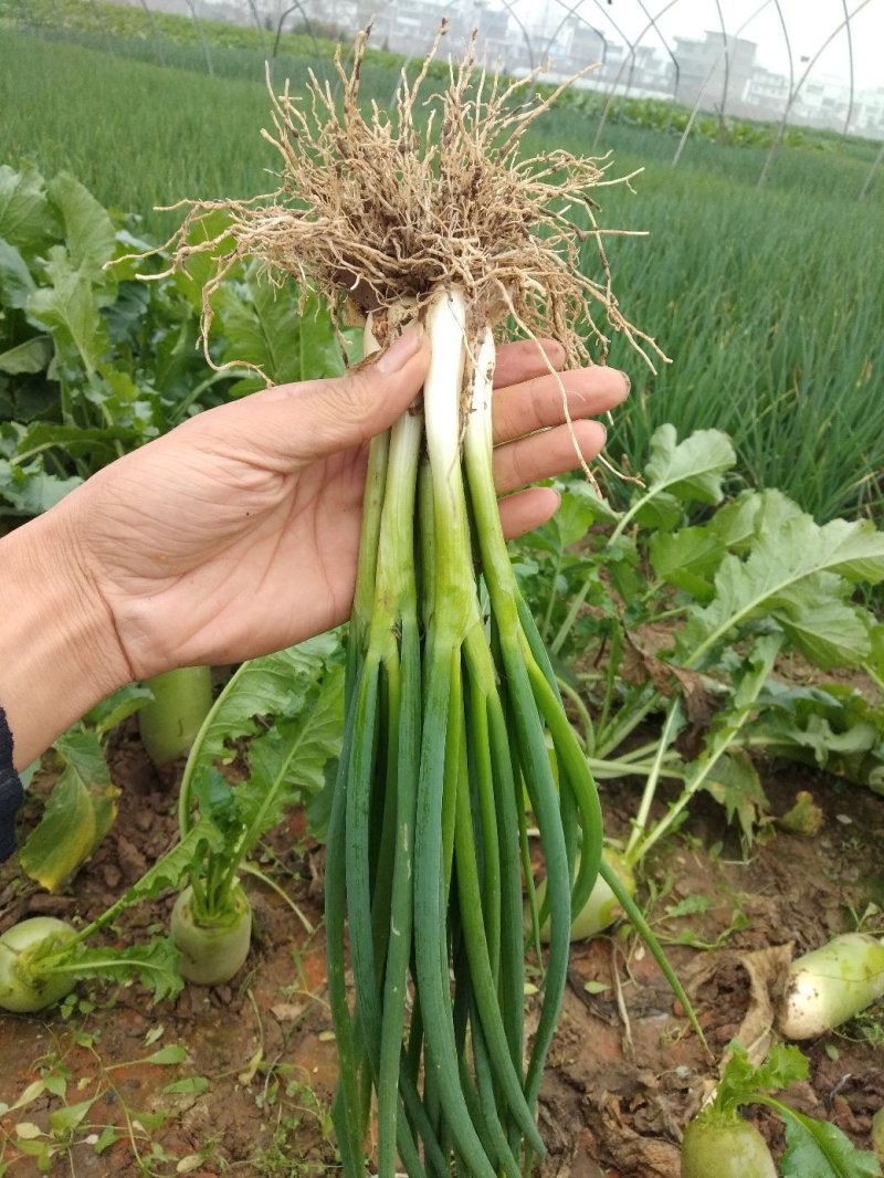 香葱小葱，基地直供，质量上等，价格便宜需要的客户联系我
