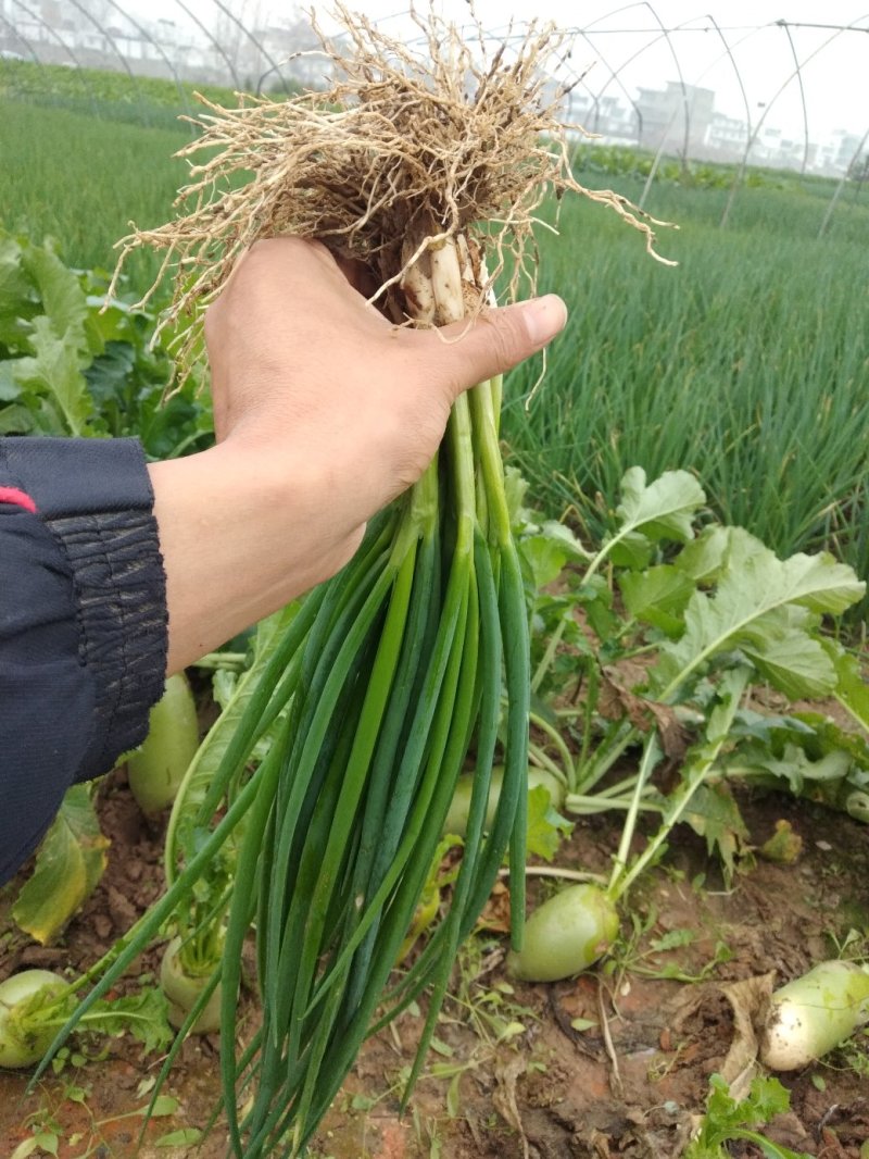 香葱小葱，基地直供，质量上等，价格便宜需要的客户联系我