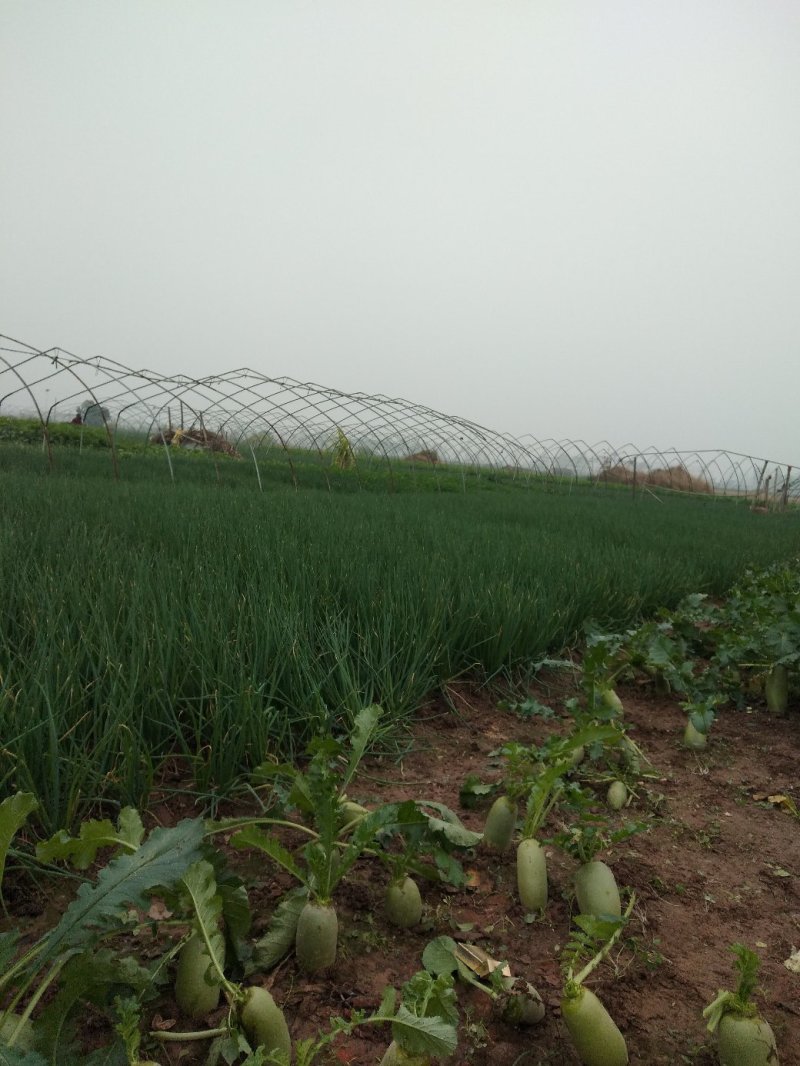 香葱小葱，基地直供，质量上等，价格便宜需要的客户联系我