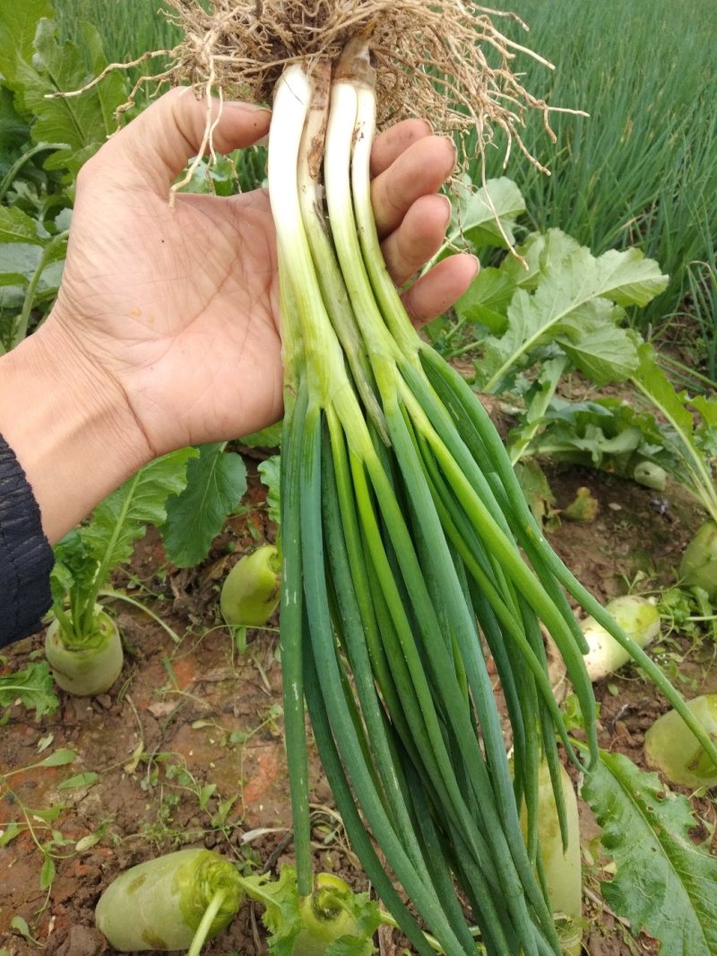 香葱小葱，基地直供，质量上等，价格便宜需要的客户联系我
