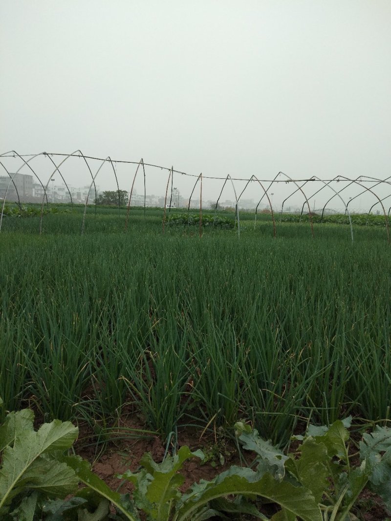 香葱小葱，基地直供，质量上等，价格便宜需要的客户联系我