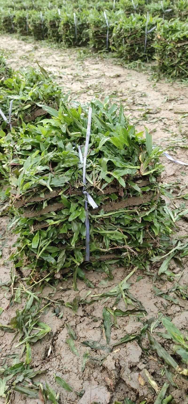 优质大叶油草现货，便宜大甩卖。