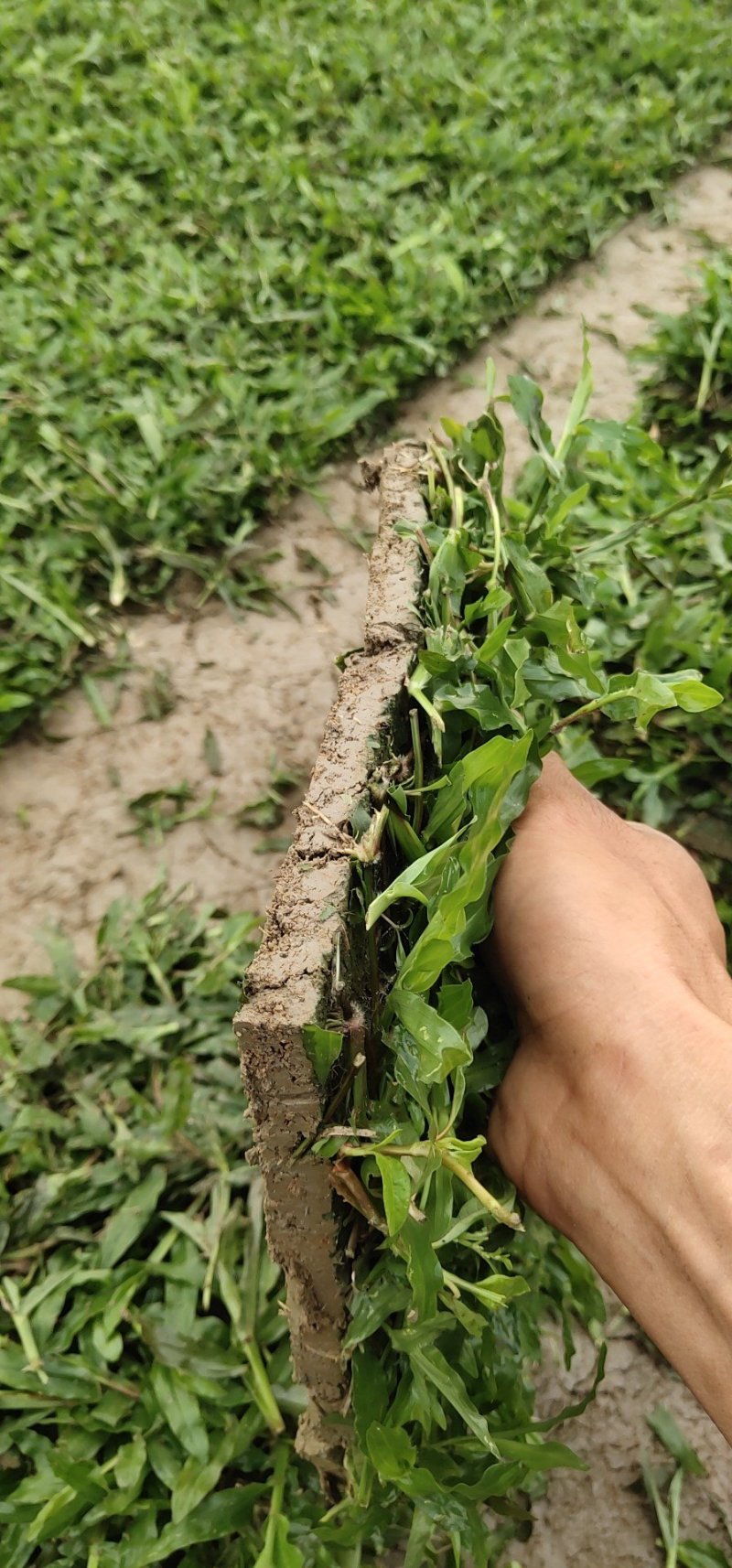 优质大叶油草现货，便宜大甩卖。