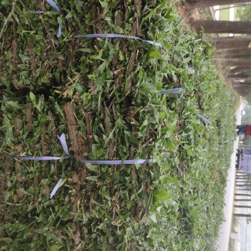 优质大叶油草现货，便宜大甩卖。