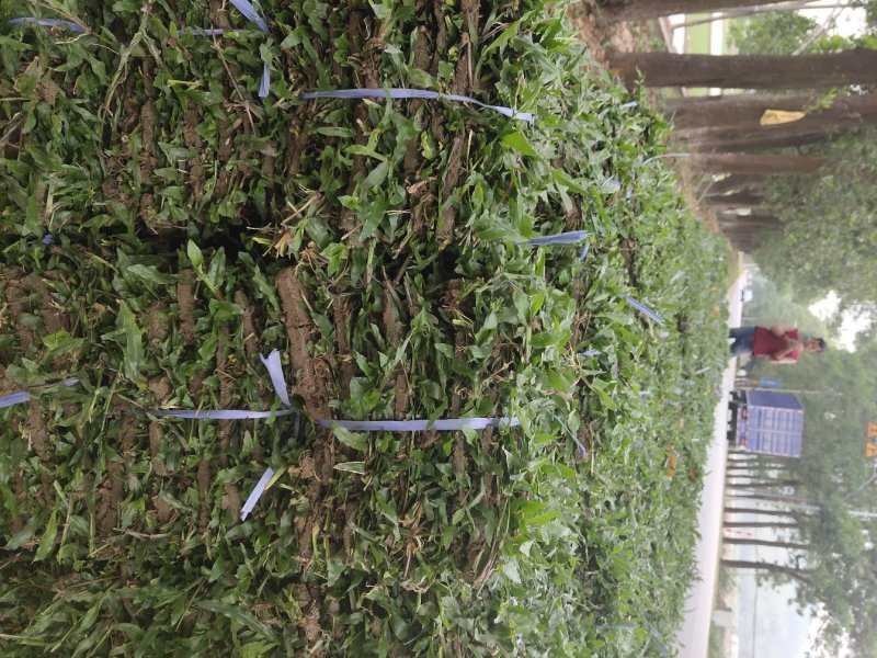 优质大叶油草现货，便宜大甩卖。