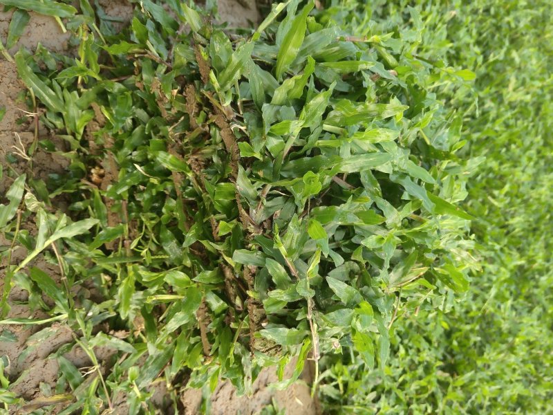优质大叶油草现货，便宜大甩卖。