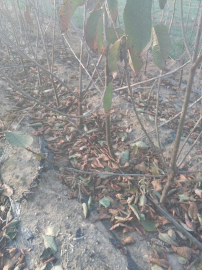 出售大樱桃苗