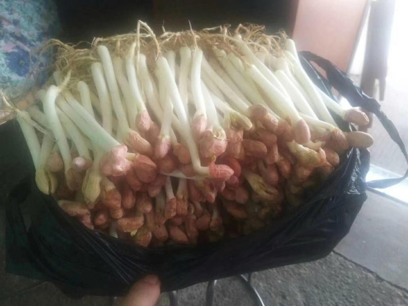 花生芽芽菜类