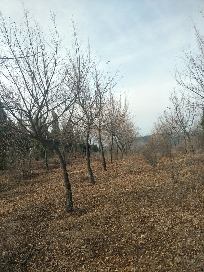 五角枫