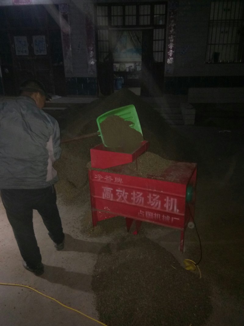 野菊花