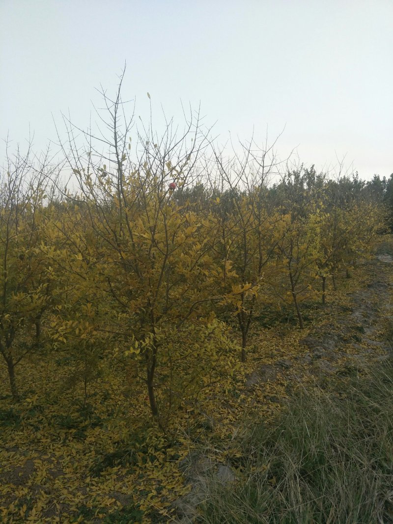 石榴树
