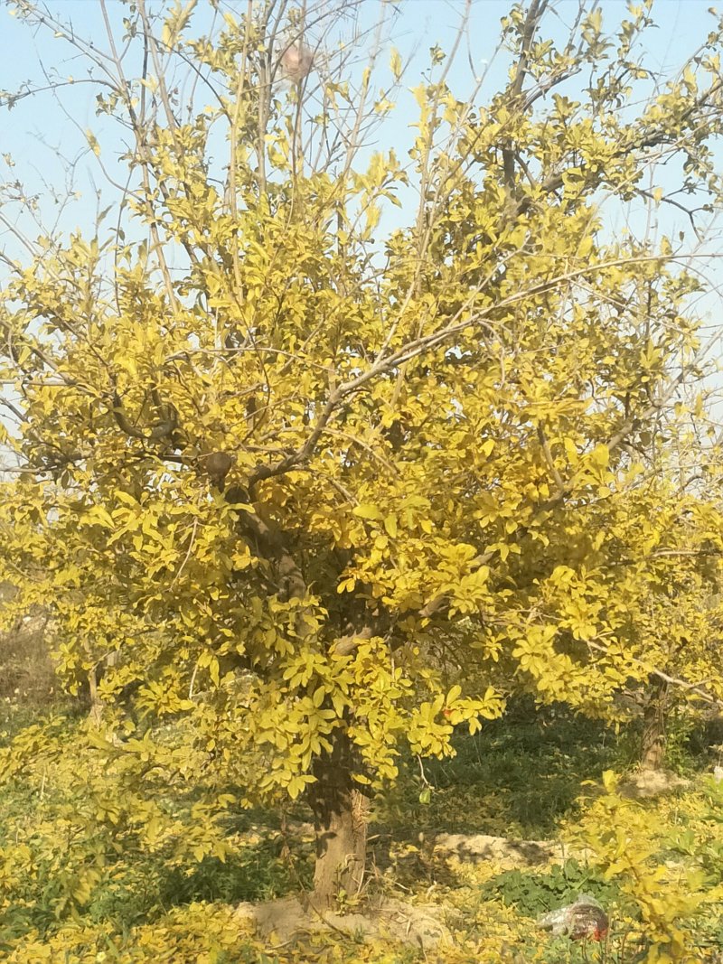 石榴树