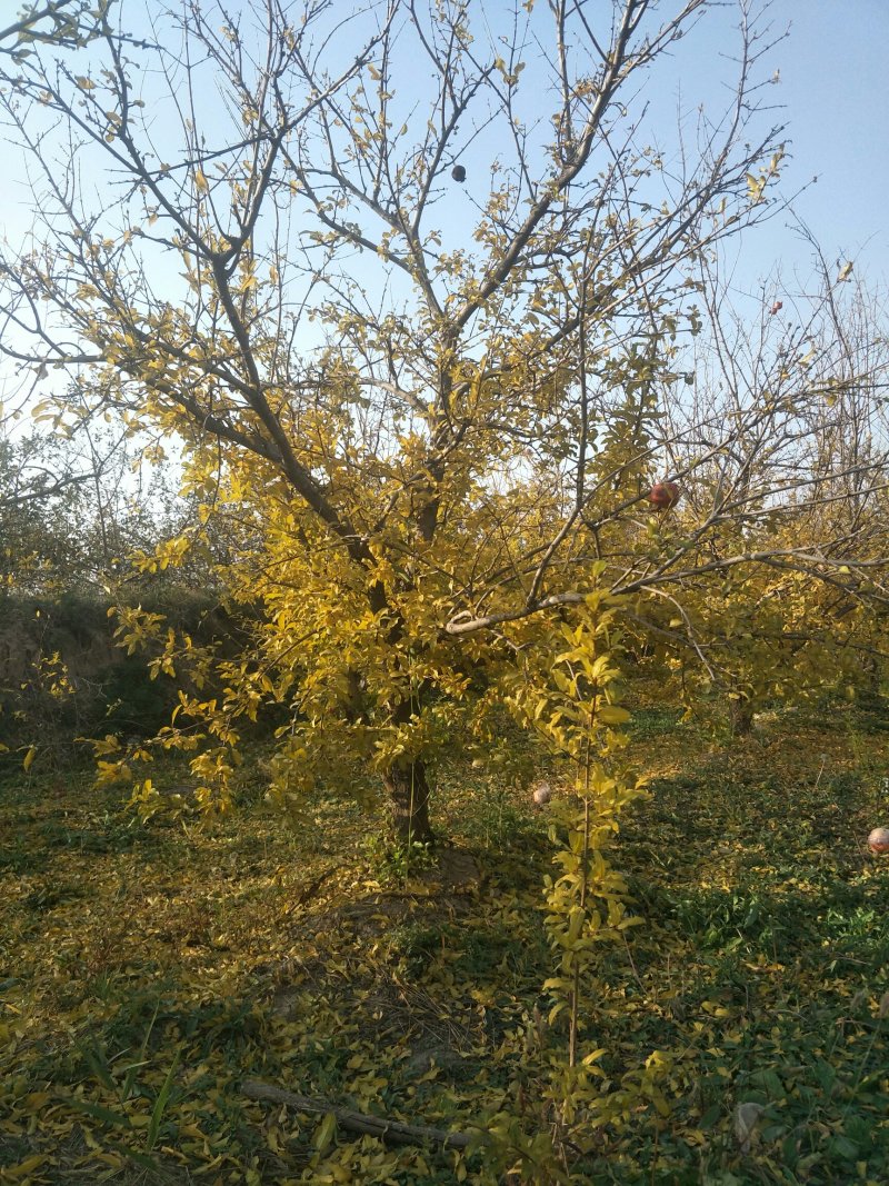 石榴树