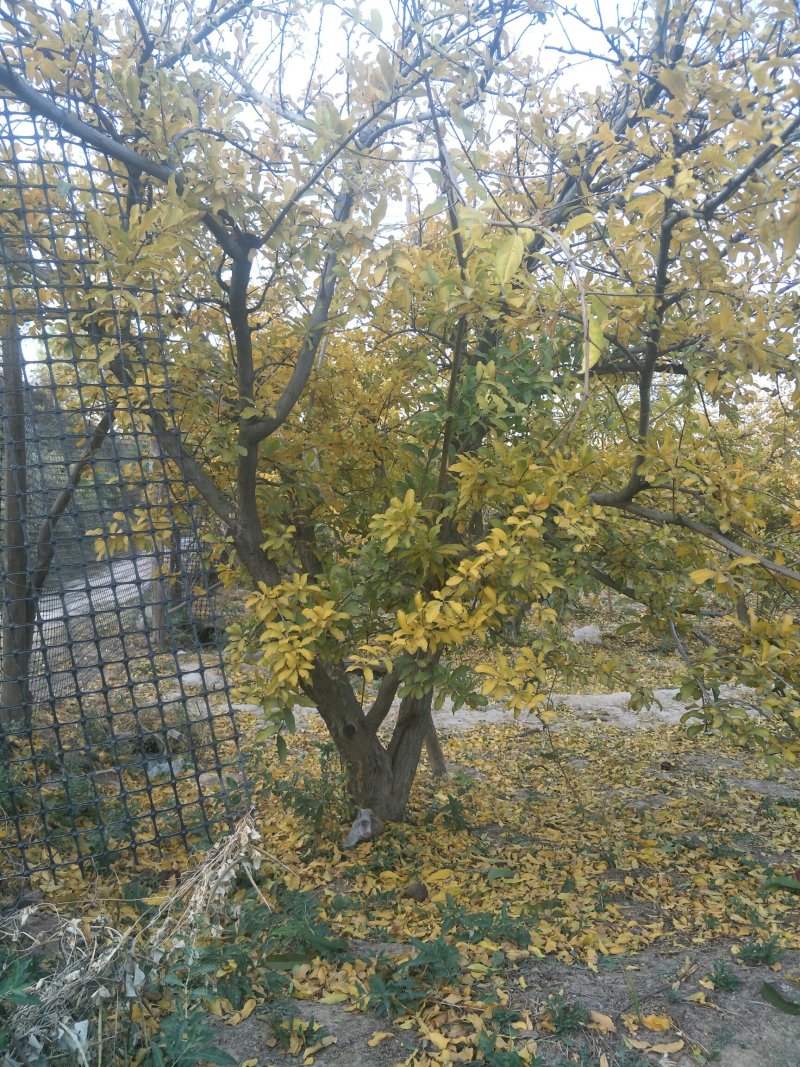 石榴树