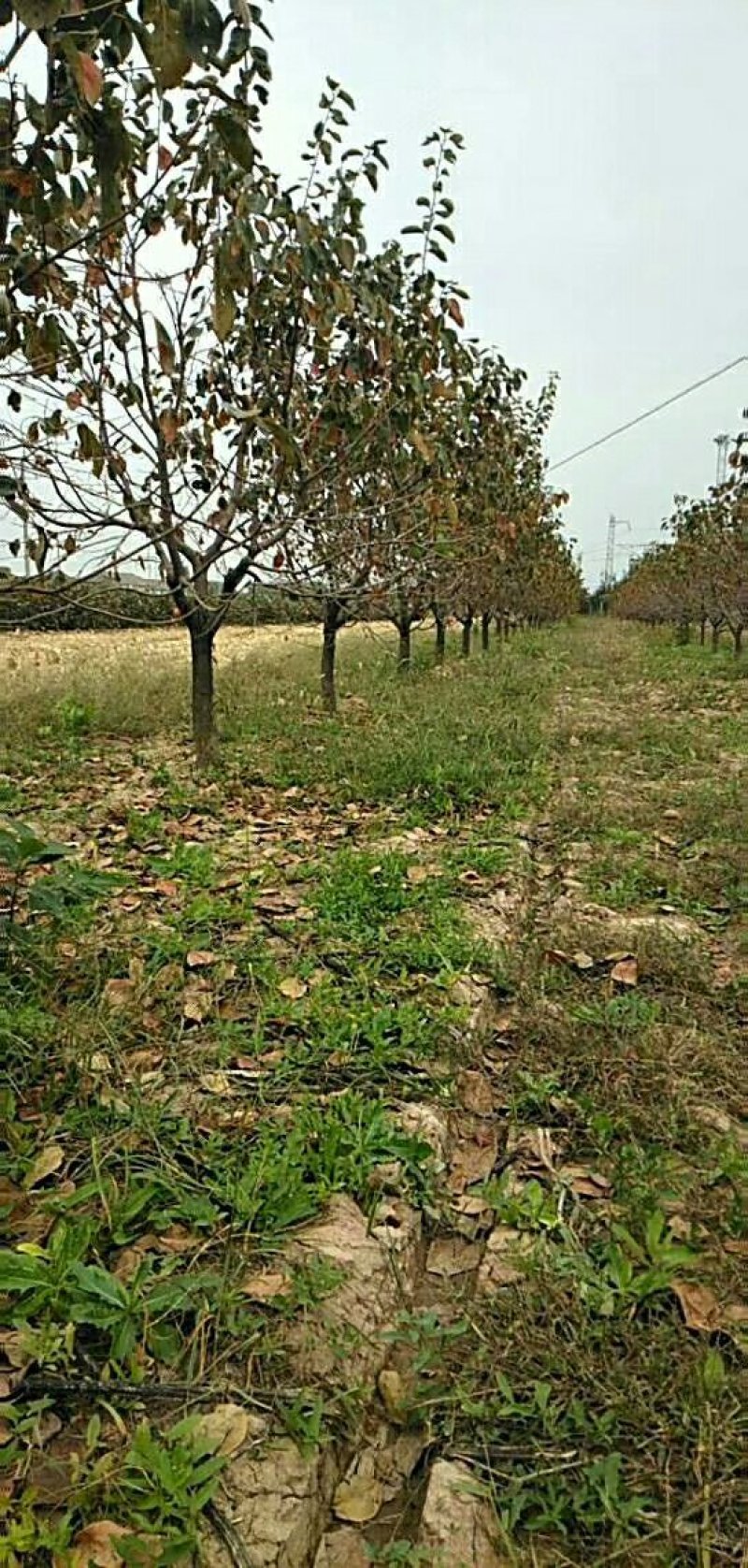 柿子树