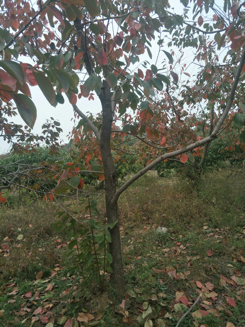 柿子树