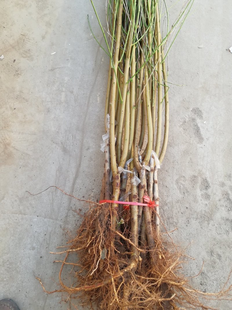 优质新品种！适合南北方种植超级珍品王可盆栽地栽抗旱抗涝！