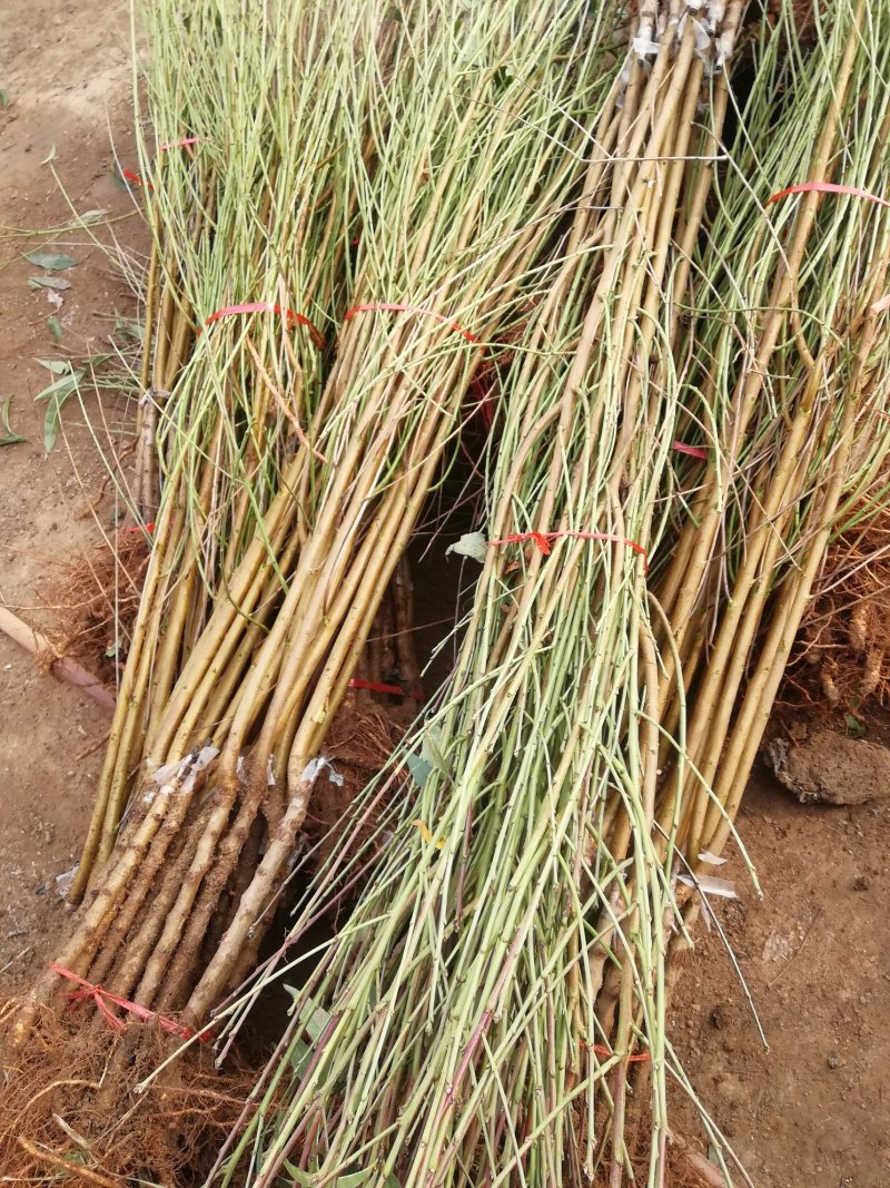 优质新品种！适合南北方种植超级珍品王可盆栽地栽抗旱抗涝！