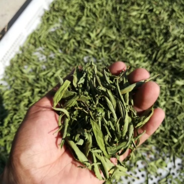 甜叶菊