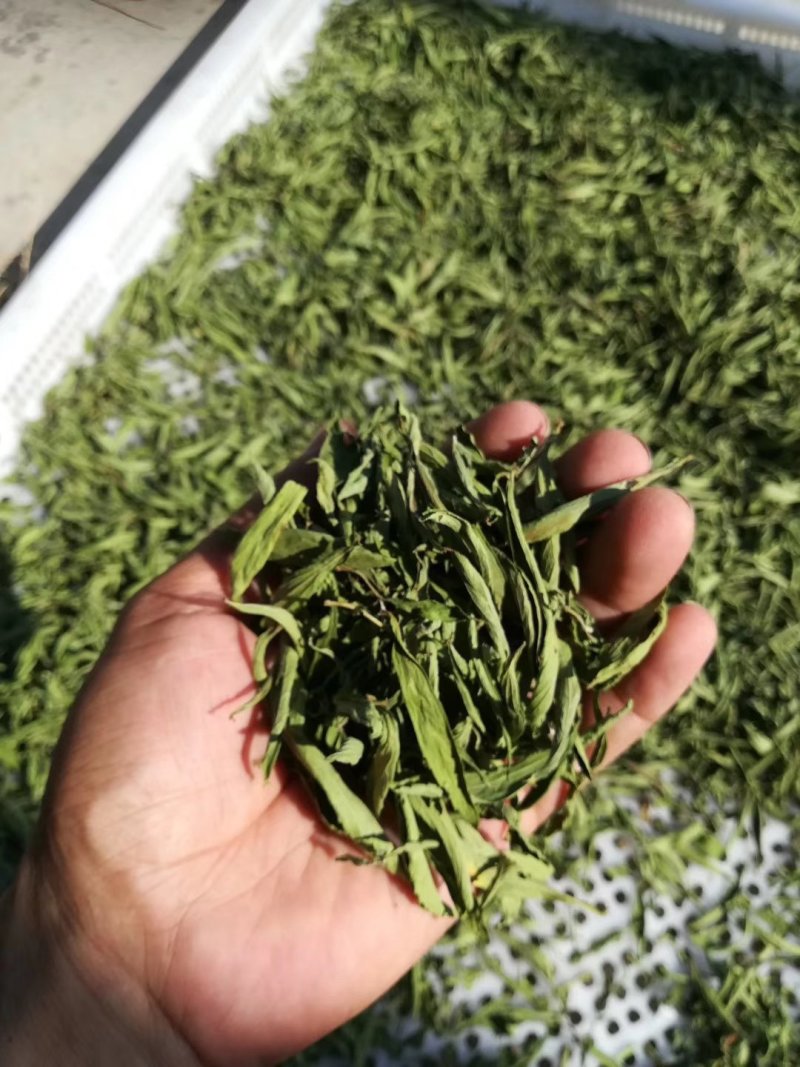甜叶菊