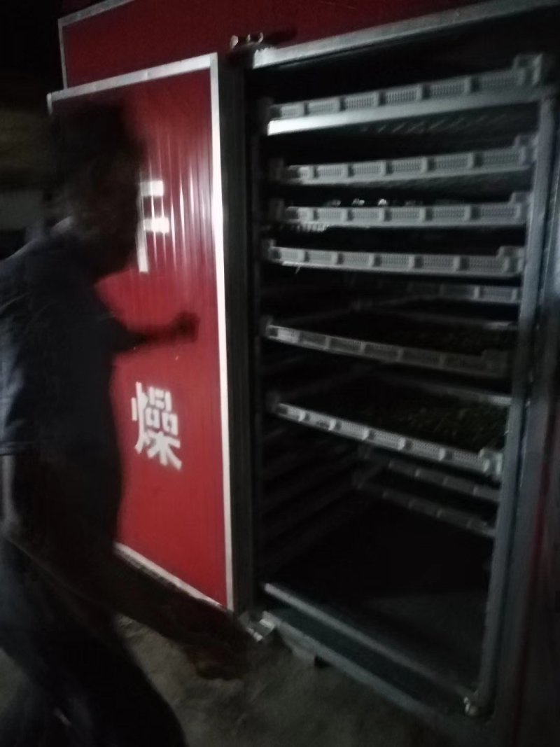 甜叶菊