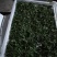 甜叶菊