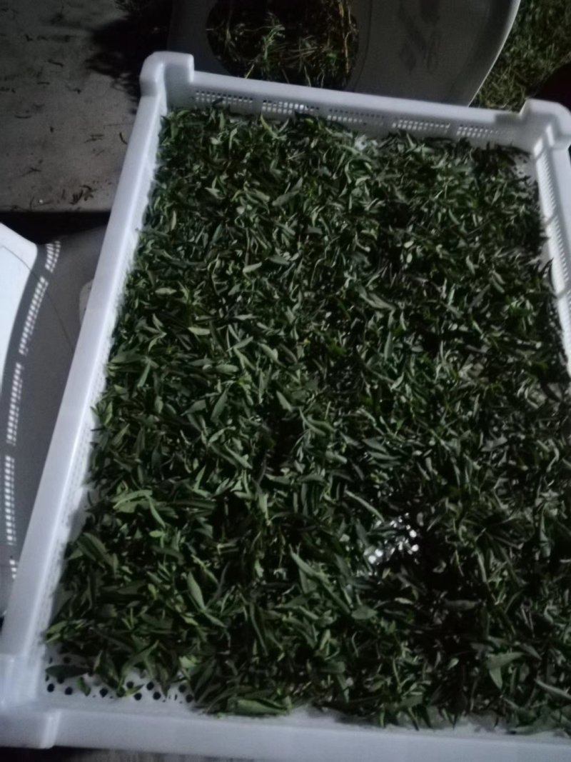 甜叶菊