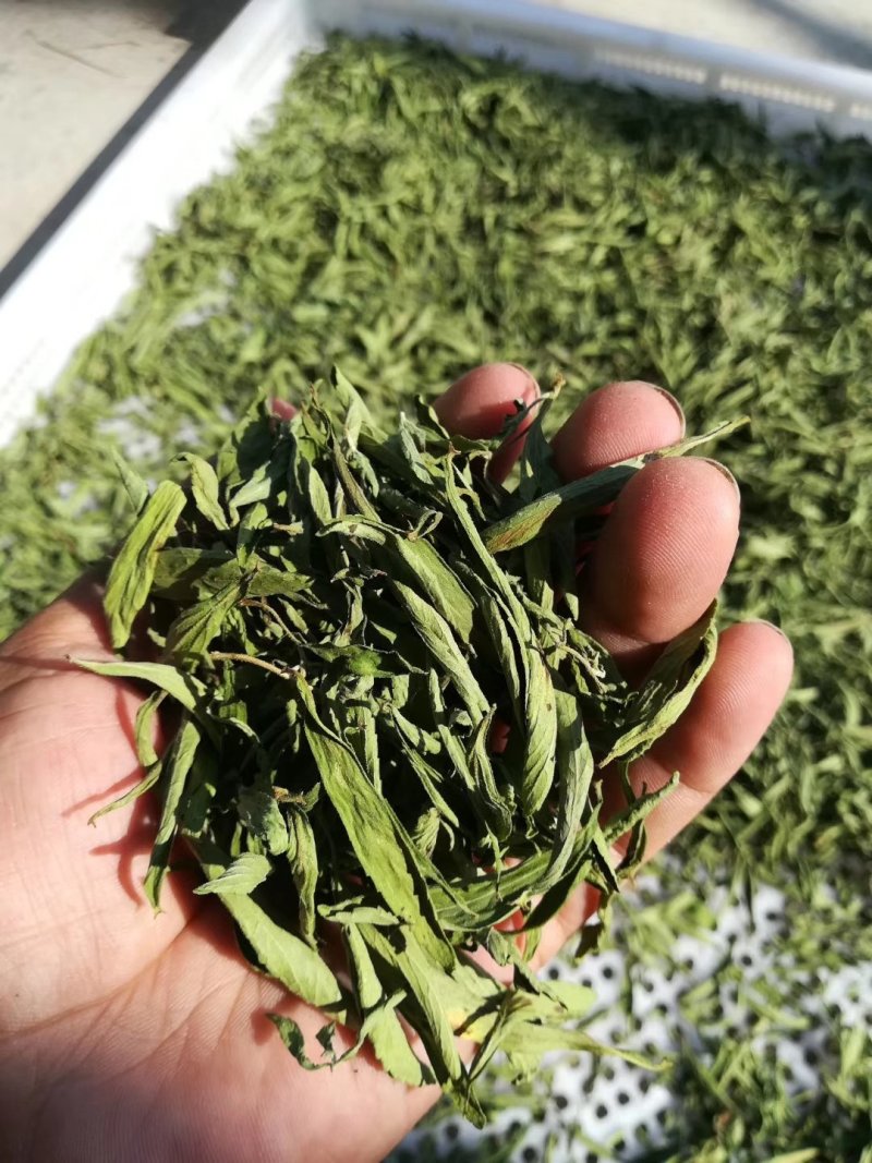 甜叶菊