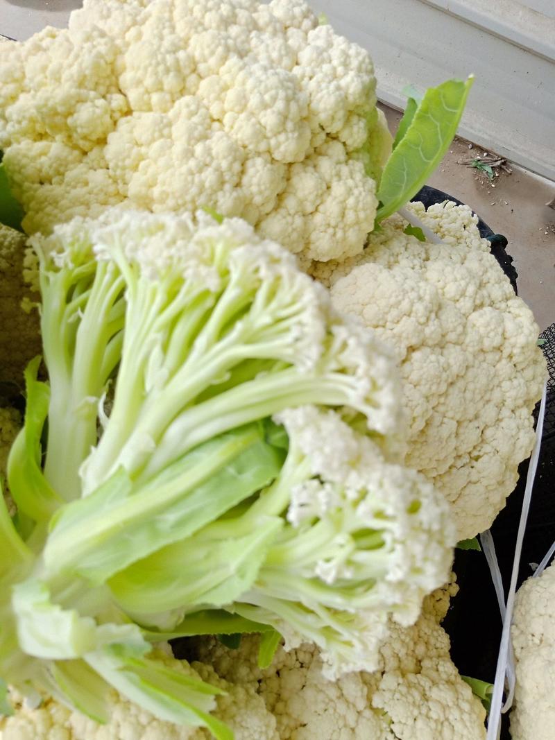 【花菜】白面青梗松花菜小米粒产地直销保质保量