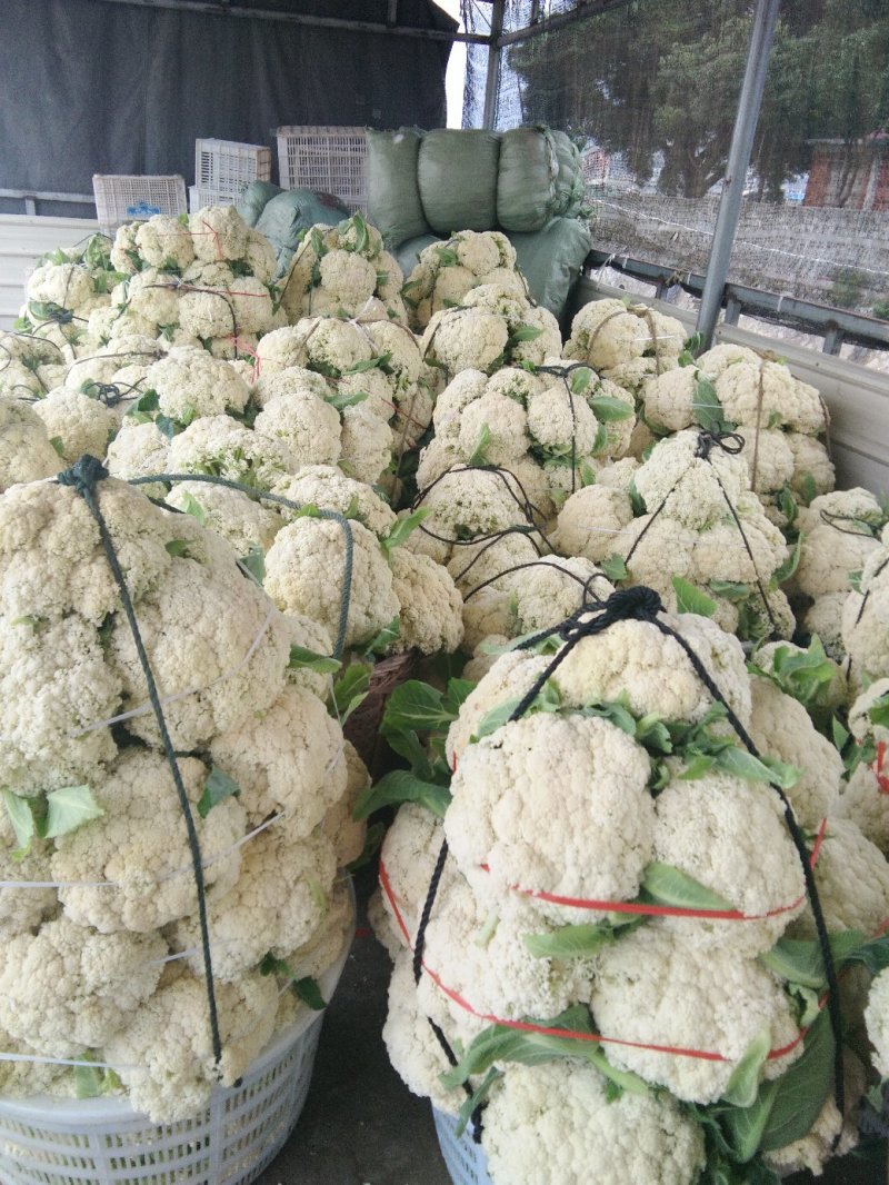 福建白面青梗松花菜小米粒产地直销保质保量发往个省市